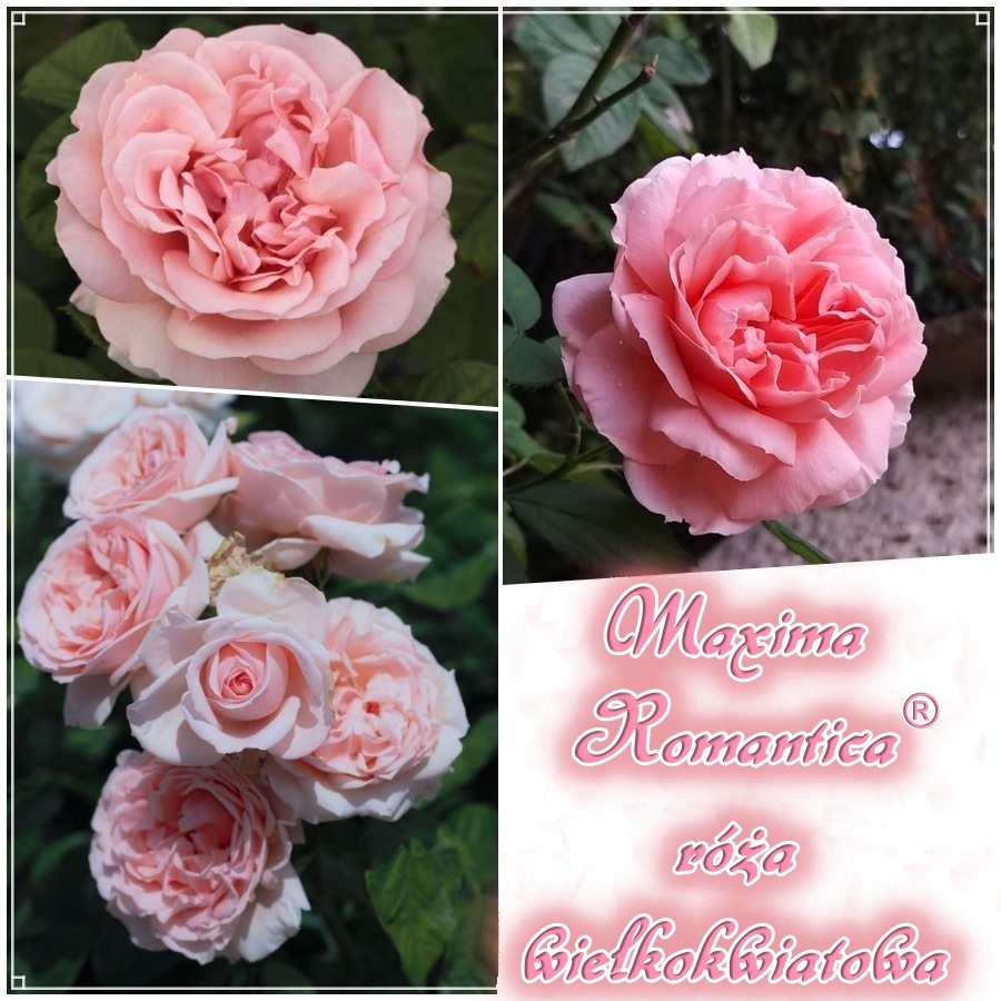 Maxima Romantica róże wielkokwiatowe